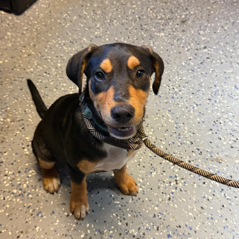 A young medium-sized male Shepherd dog named Beans for adoption in Tuscaloosa, AL