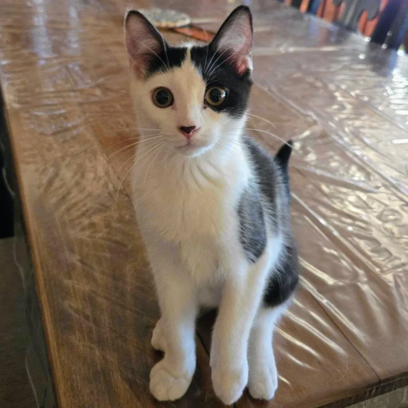 A baby medium-sized female White Domestic Short Hair cat named Magnolia for adoption in Wilsonville, OR