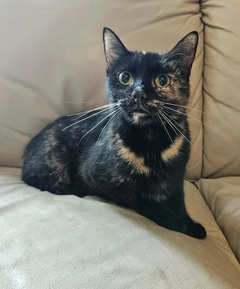 An adult medium-sized female Tortoiseshell cat named Potato Chip for adoption in China Township, MI