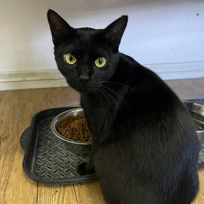 A young medium-sized male Black Domestic Short Hair cat named Poppi for adoption in Hammond, LA