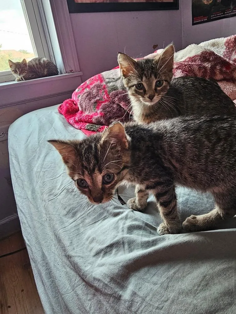 A baby small-sized female Domestic Short Hair cat named Nami for adoption in Chicago, IL