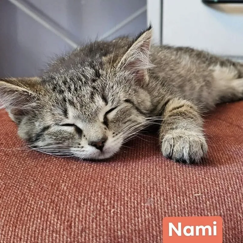 Nami thumbnail 3