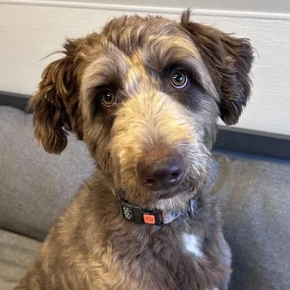 An adult medium-sized male Mixed Breed dog named Matthew for adoption in Lansing, MI