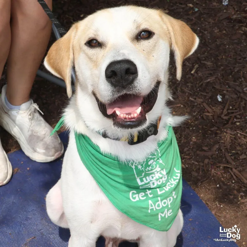 A young large-sized male Retriever dog named Gabe for adoption in Washington, DC