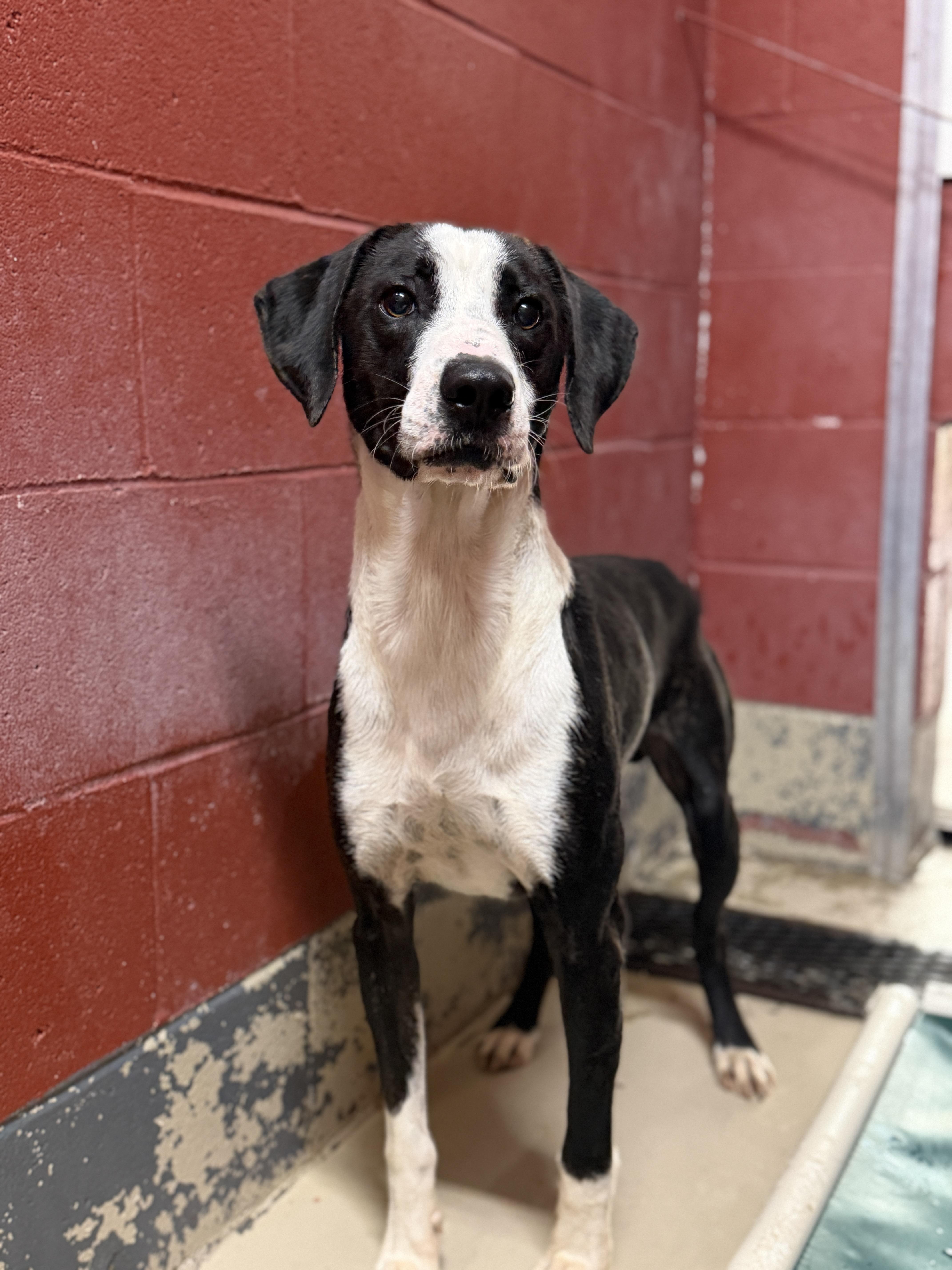 A young medium-sized male Brindle Hound dog named Otis for adoption in Elberton, GA
