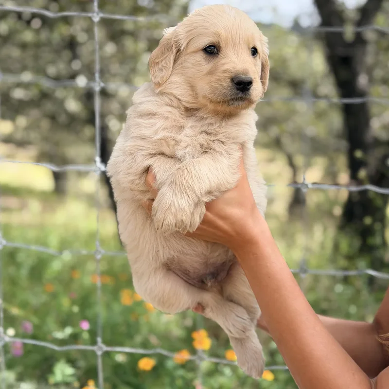 A baby large-sized male Golden Retriever dog named Flynn for adoption in Manvel, TX