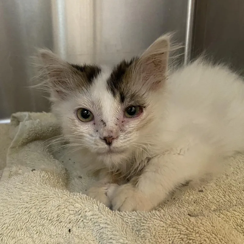A baby small-sized male White Domestic Long Hair cat named Marshmallow for adoption in Washington Township, OH