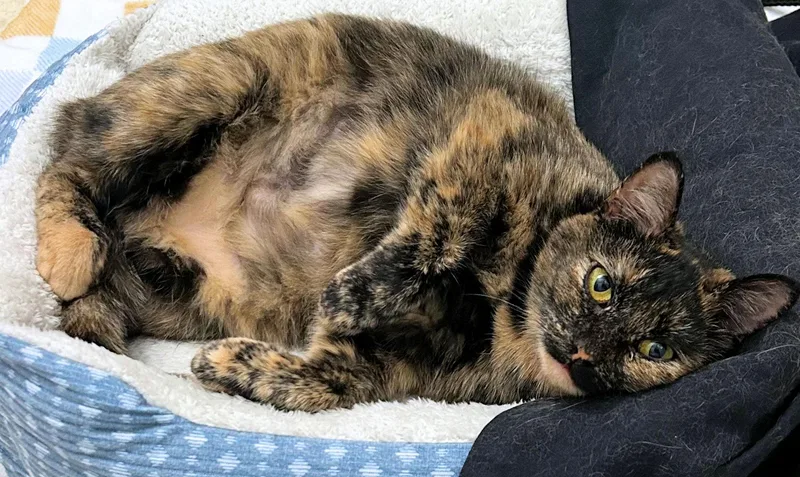 Courtesy Listing  Winnie thumbnail 2