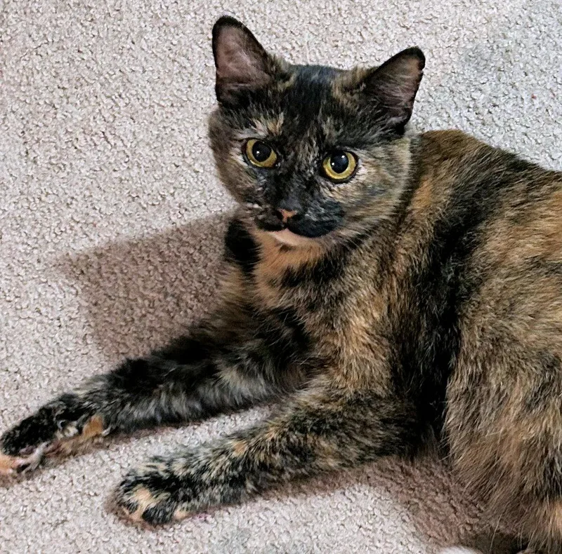 Courtesy Listing  Winnie