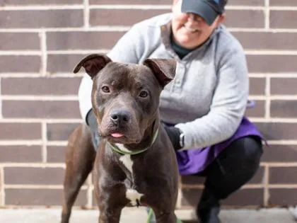 An adult large-sized male Mixed Breed dog named Wayne for adoption in Chamblee, GA