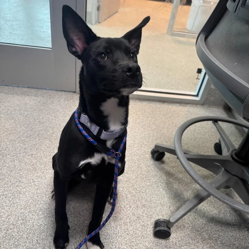 A young medium-sized male Black Mixed Breed dog named Dio for adoption in Englewood, FL