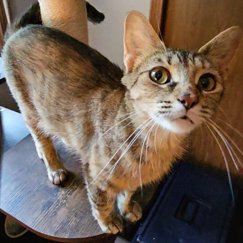 A young medium-sized female Tabby (Brown / Chocolate) Domestic Short Hair cat named Lady for adoption in Toledo, OH
