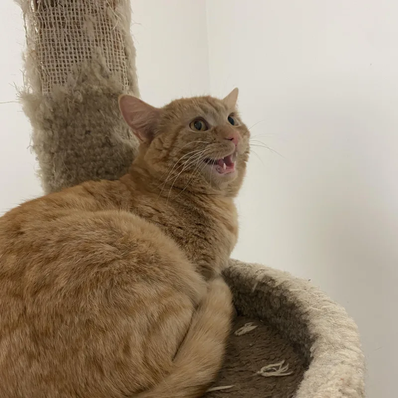 An adult large-sized male Orange / Red Domestic Short Hair cat named Sherman for adoption in Pickerington, OH