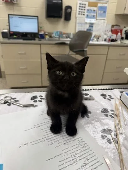 A baby small-sized male Domestic Short Hair cat named Cassian for adoption in Westland, MI