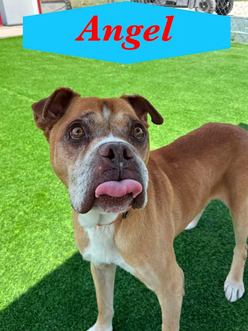 A senior large-sized male Brown / Chocolate Boxer dog named Angel for adoption in Ulysses, KS
