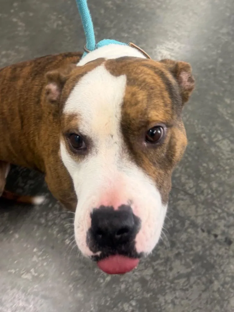 A young large-sized male Mixed Breed dog named Moose for adoption in Henderson, NC