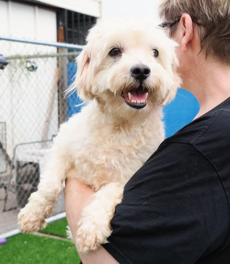 An adult small-sized male Apricot / Beige Toy Poodle dog named Lucas for adoption in PHOENIX, AZ