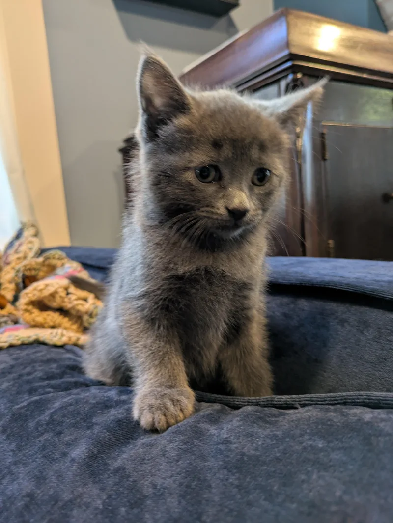 A baby medium-sized female Gray / Blue / Silver Domestic Short Hair cat named Dr. Santos for adoption in Haddon Heights, NJ