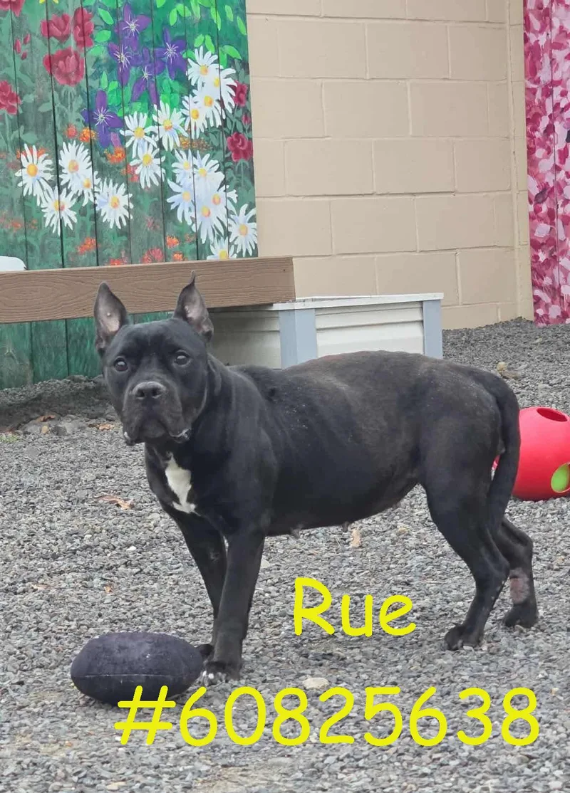 An adult medium-sized male Black Pit Bull Terrier dog named Rue for adoption in Wilkes Barre, PA