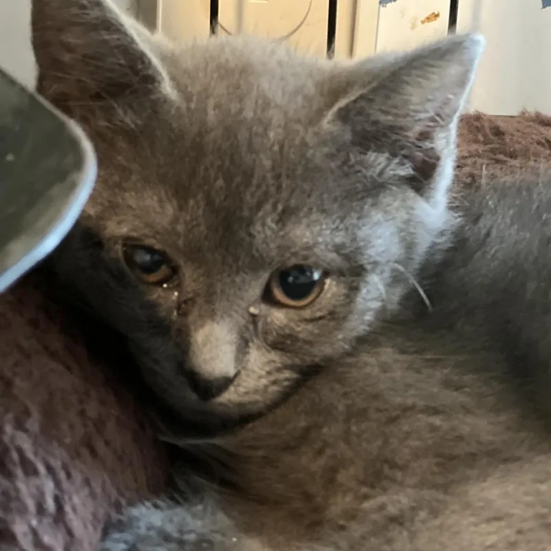 Finch  Shy thumbnail 2