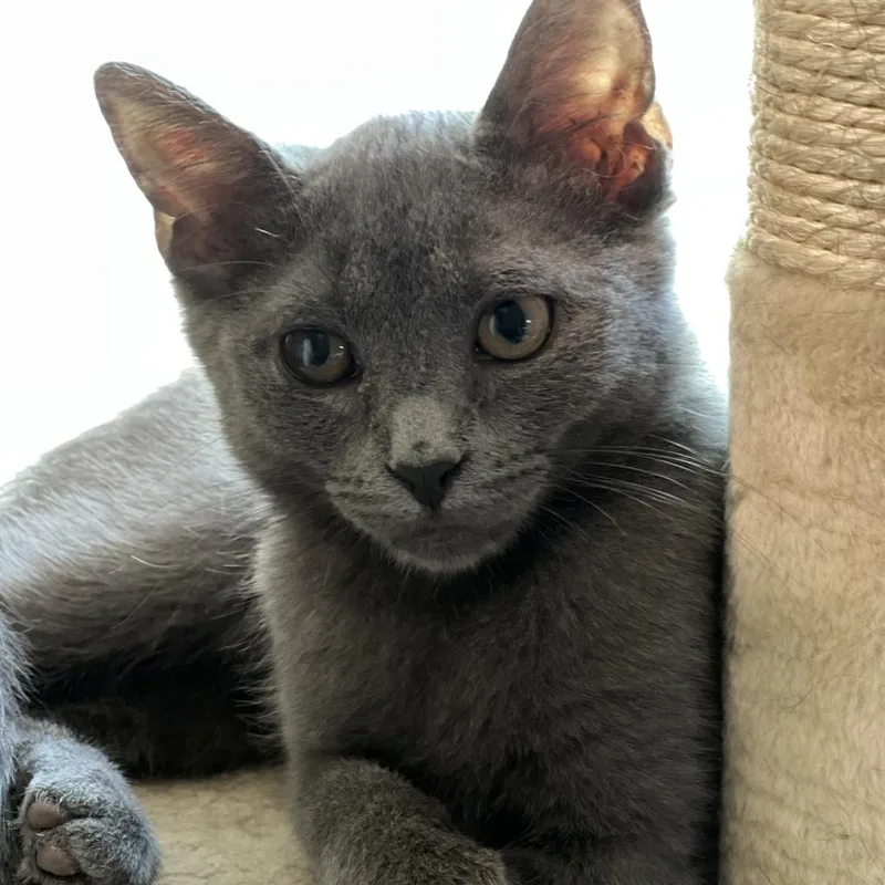 Finch  Shy thumbnail 3