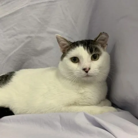 Crisanto thumbnail 2