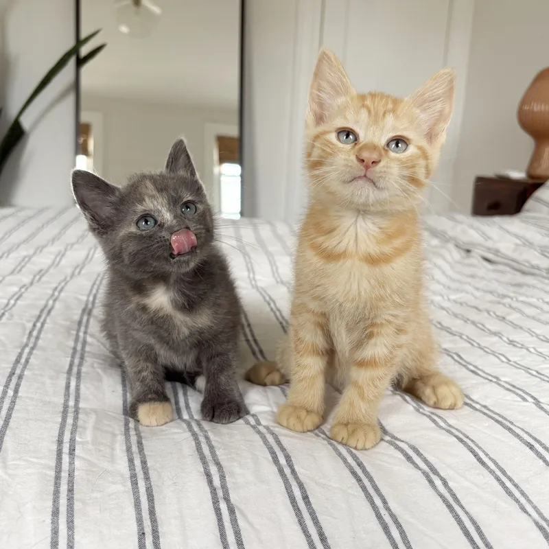 A baby medium-sized female Tabby (Orange / Red) Domestic Short Hair cat named Pinot Grigio & Sancerre for adoption in BROOKLYN, NY