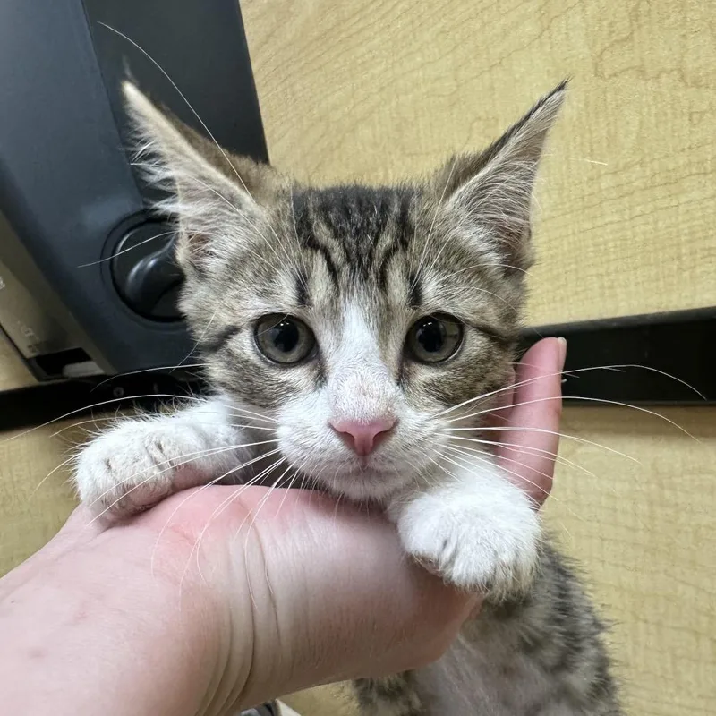 Baroness Butterscotch