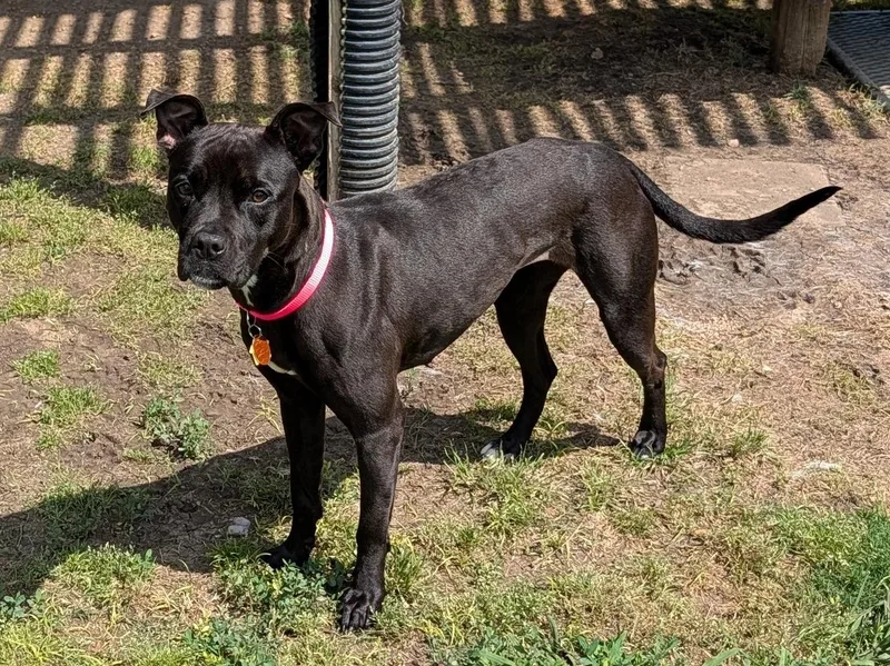 An adult medium-sized female Pit Bull Terrier dog named Freya A for adoption in Plano, TX