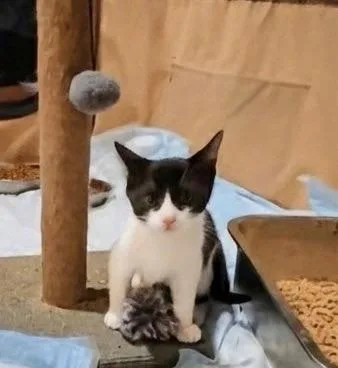 A baby small-sized male White Domestic Short Hair cat named Benny for adoption in Syosset, NY