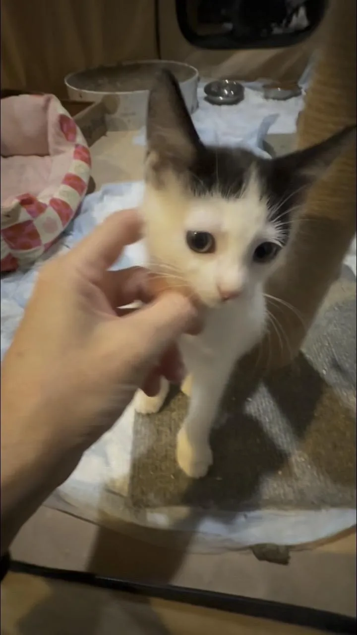 Benny thumbnail 5