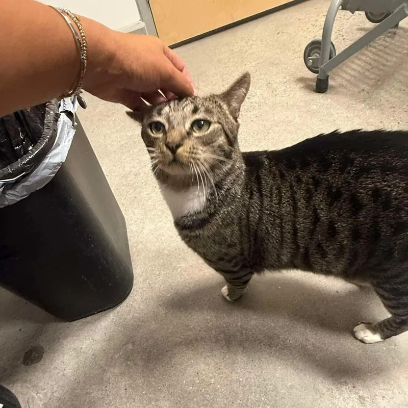 An adult medium-sized male Tabby (Brown / Chocolate) Domestic Short Hair cat named Mr. Whiskers for adoption in Bourne, MA