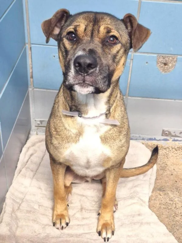 An adult small-sized male Staffordshire Bull Terrier dog named Bourbon for adoption in Houston, TX