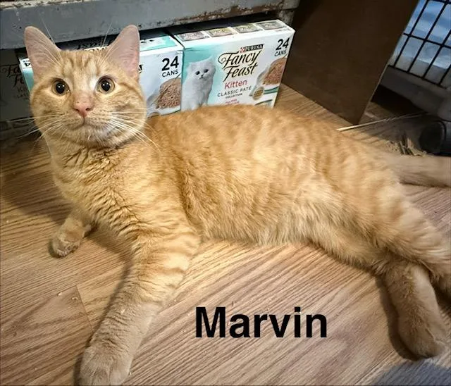 Marvin