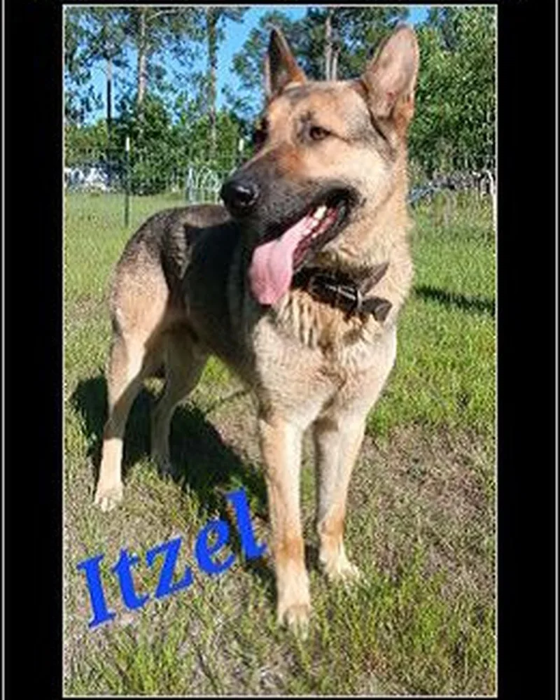 A young large-sized male German Shepherd Dog named Itzel for adoption in Rome, GA