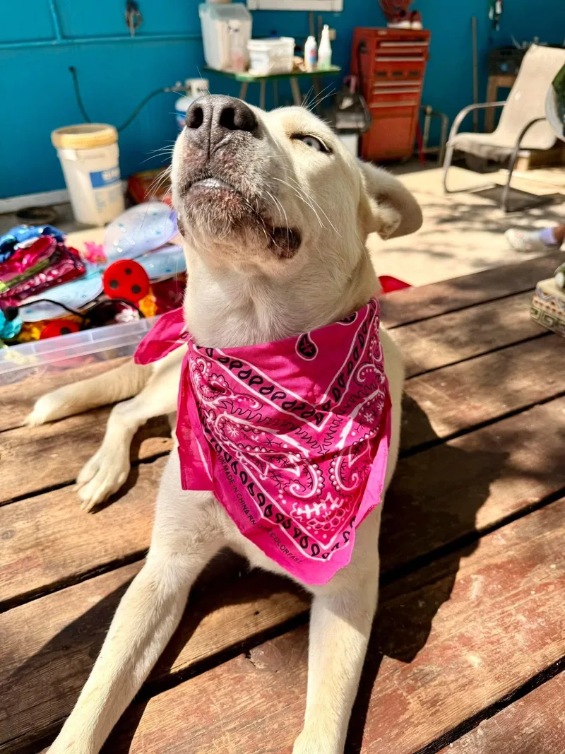 A young medium-sized female Retriever dog named Hazel for adoption in Gregory, TX