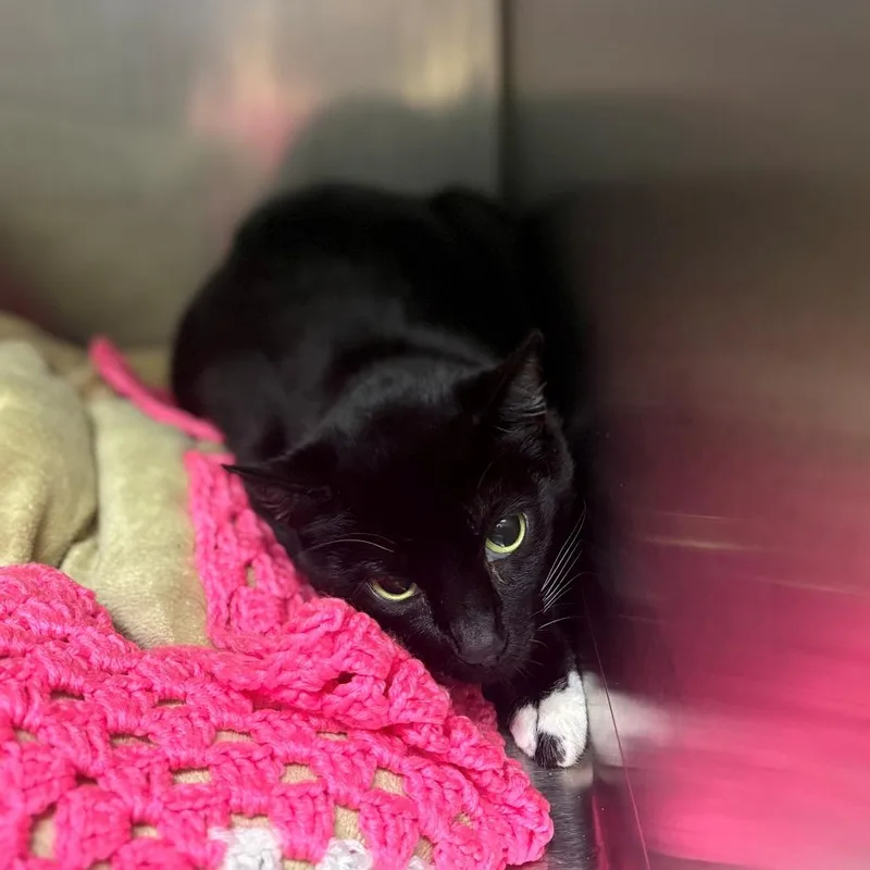 An adult small-sized female Black Domestic Short Hair cat named Sorbet for adoption in Chehalis, WA