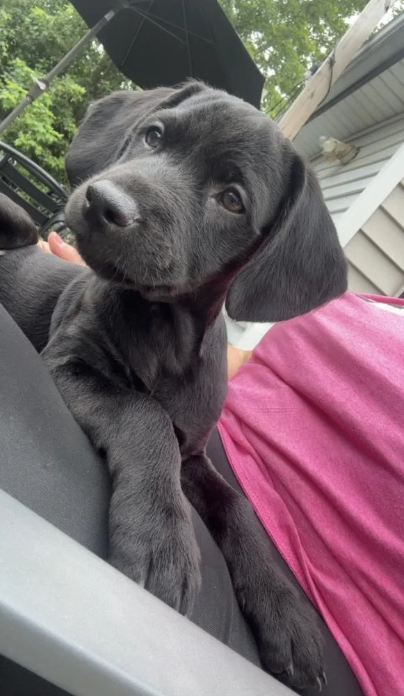 Coal
