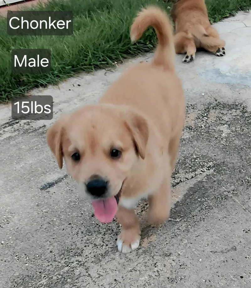 Chonker thumbnail 2
