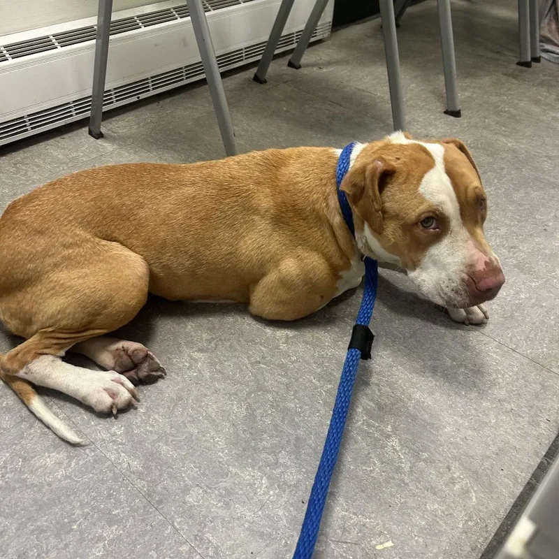 An adult medium-sized female Yellow / Tan / Blond / Fawn Mixed Breed dog named Pickles for adoption in Philadelphia, PA