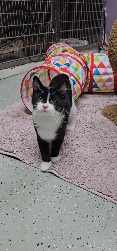 A baby medium-sized female Black & White / Tuxedo Domestic Short Hair cat named Lilo for adoption in Mokena, IL