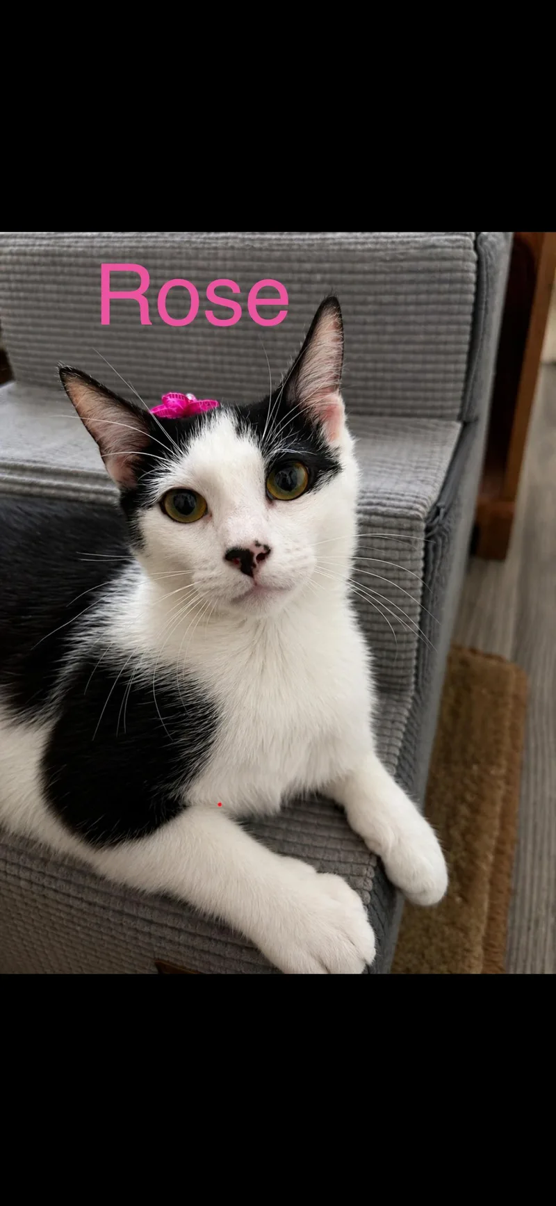 A young medium-sized female Black & White / Tuxedo Domestic Short Hair cat named Rose for adoption in Yardley, PA