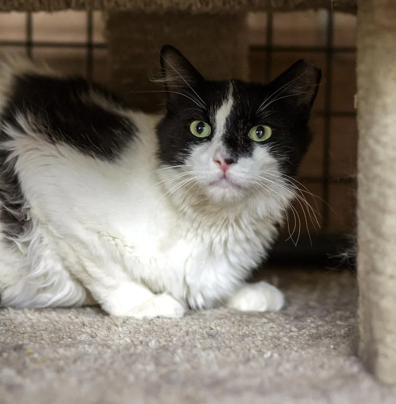 An adult medium-sized male Black & White / Tuxedo Domestic Short Hair cat named Rock for adoption in Marana, AZ
