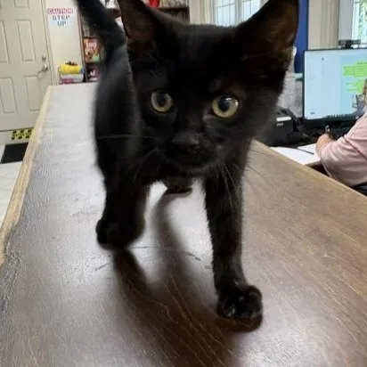 A young small-sized male Black Domestic Short Hair cat named Sloth for adoption in Dinwiddie, VA