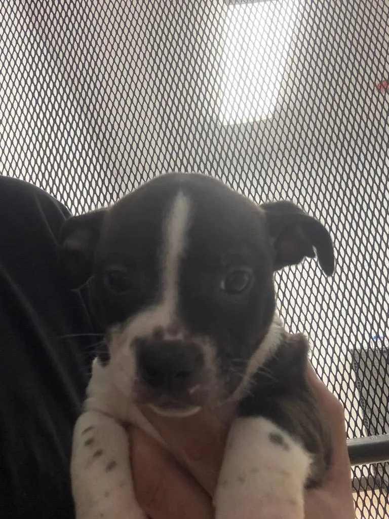 A baby medium-sized male Dachshund dog named Ding Dong for adoption in Belton, TX
