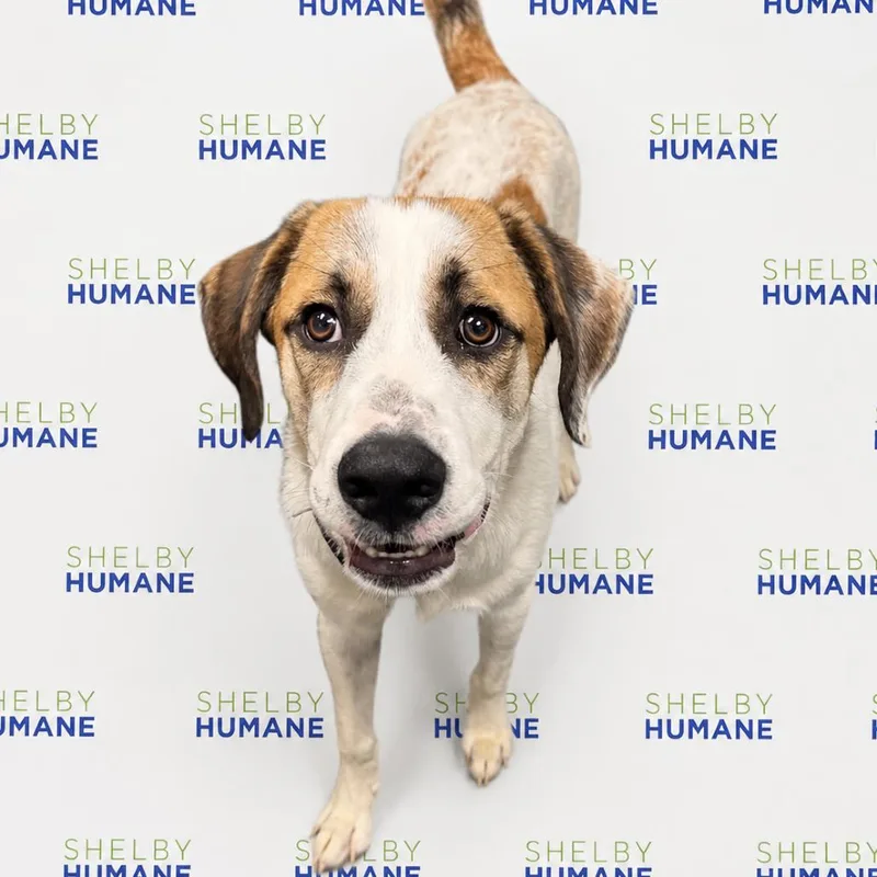 A young medium-sized male White / Cream Mixed Breed dog named Coop Coop for adoption in Columbiana, AL