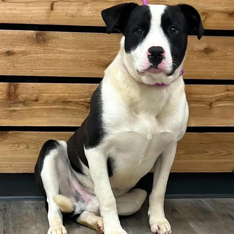 A young large-sized male Black Pit Bull Terrier dog named Domino Ii for adoption in Mount Pleasant, TX