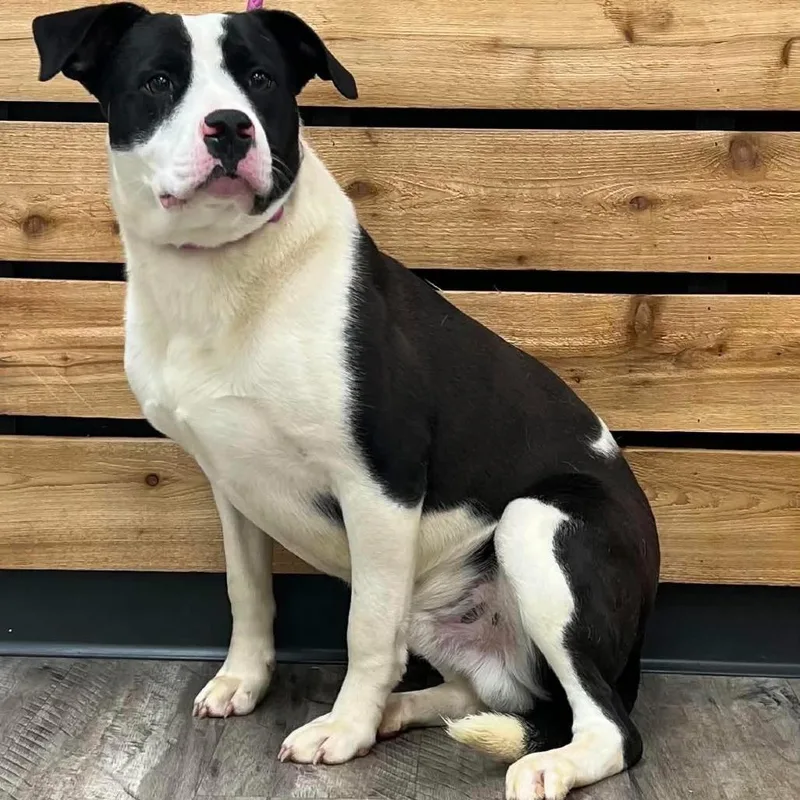 Domino Ii thumbnail 2