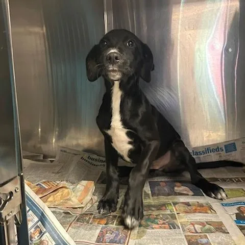 A baby small-sized male Black Mixed Breed dog named Raptor for adoption in Knoxville, TN