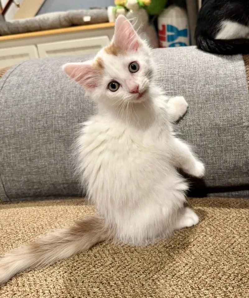 A baby medium-sized male White Domestic Long Hair cat named Oakley for adoption in East Amherst, NY